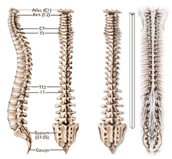 Spine